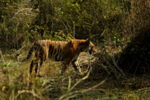Tiger Walking in Ranthambore National Park | Luxury India Holidays | The Ultimate Travel Company