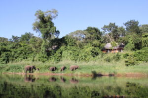 Tongole Wilderness Lodge | Malawi | Main Malawi building, elephant | The Ultimate Travel Company