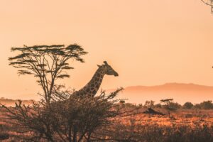 Giraffe at Sunset | Kenya Holidays | Kenya Safaris | The Ultimate Travel Company