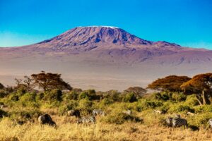 Zebras in front of Kilimanjaro | Tanzania Safaris | The Ultimate Travel Company