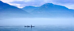 Killer Whales in the Clear Blue Lakes of Vancouver | Luxury Canada Holidays | The Ultimate Travel Company