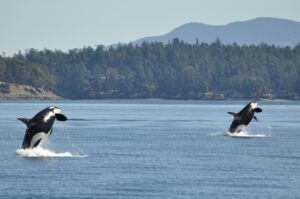 Killer Whales | Victoria | North America | Canada | British Columbia