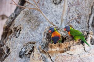 Birds Seen on Kimberley Cruise | Australia Holidays | The Ultimate Travel Company