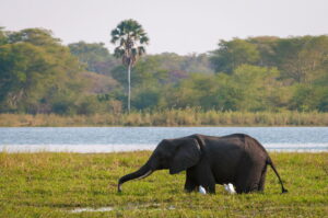 Kuthengo Camp, Liwonde National Park | Ultimate Travel Co