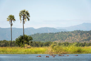 Kuthengo Camp, Liwonde National Park | Ultimate Travel Co