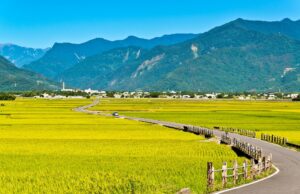 Landscape View Of Rice Fields At Chishang, Taitung | Taiwan Holidays | The Ultimate Travel Company