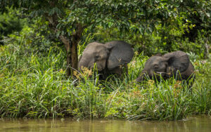 Lango Camp, Republic Of The Congo | Ultimate Travel Co