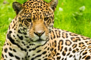 A Close-Up of a Leopard in Guyana | Luxury Guyana Holidays | The Ultimate Travel Company