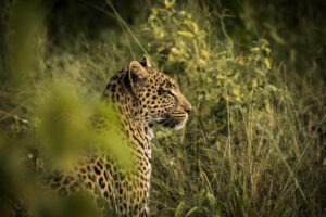 Leopard Seen At Abu Camp | Luxury Botswana Safari Holidays | The Ultimate Travel Company