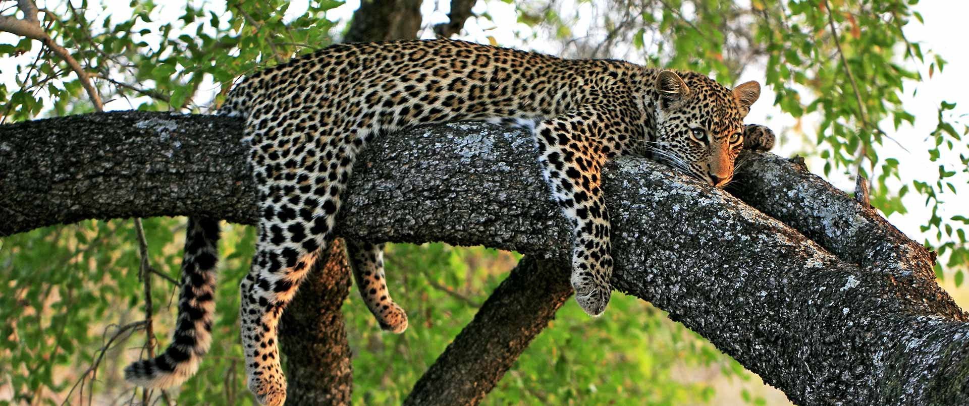 Leopard Laying on a Tree | Luxury South Africa Holidays | The Ultimate Travel Company