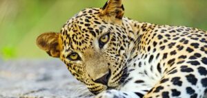 Leopard Sri Lanka | Ultimate Travel Company