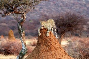 Leopard on a Termite Hill | Luxury Namibia Holidays | The Ultimate Travel Company