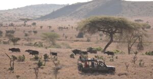 Buffalo Seen on Safari in Lewa Wilderness | Kenya Safaris | Kenya Holidays | The Ultimate Travel Company