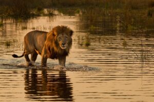 Lion in the Water | Luxury Botswana Safaris | The Ultimate Travel Company
