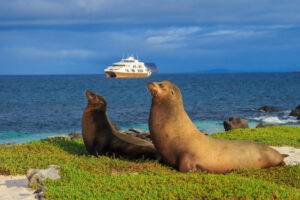 Elite, Galapagos Islands | Ecuador | Sea Lion |The Ultimate Travel Company