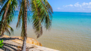 Beach and Palm Tree at the Manda Bay Resort, Lamu Archipelago | Kenya Holidays | Kenya Safaris | The Ultimate Travel Company