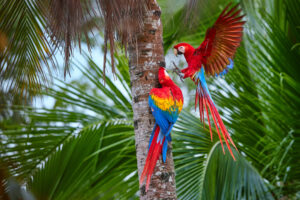 Two Big Red Macaws in the Peruvian Amazon Rainforest | Luxury Peru Holidays | The Ultimate Travel Company