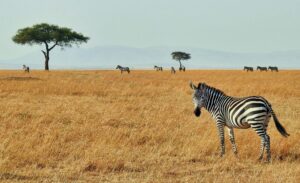 Zebra in the Grass Plains of the Maasai Mara National Reserve |