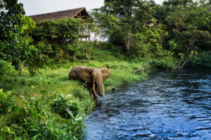 Mboko Camp, Republic Of The Congo | Ultimate Travel Co