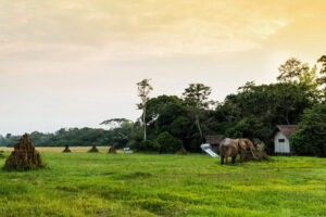 Mboko Camp, Republic Of The Congo | Ultimate Travel Co