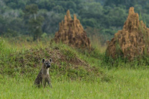 Mboko Camp, Republic Of The Congo | Ultimate Travel Co