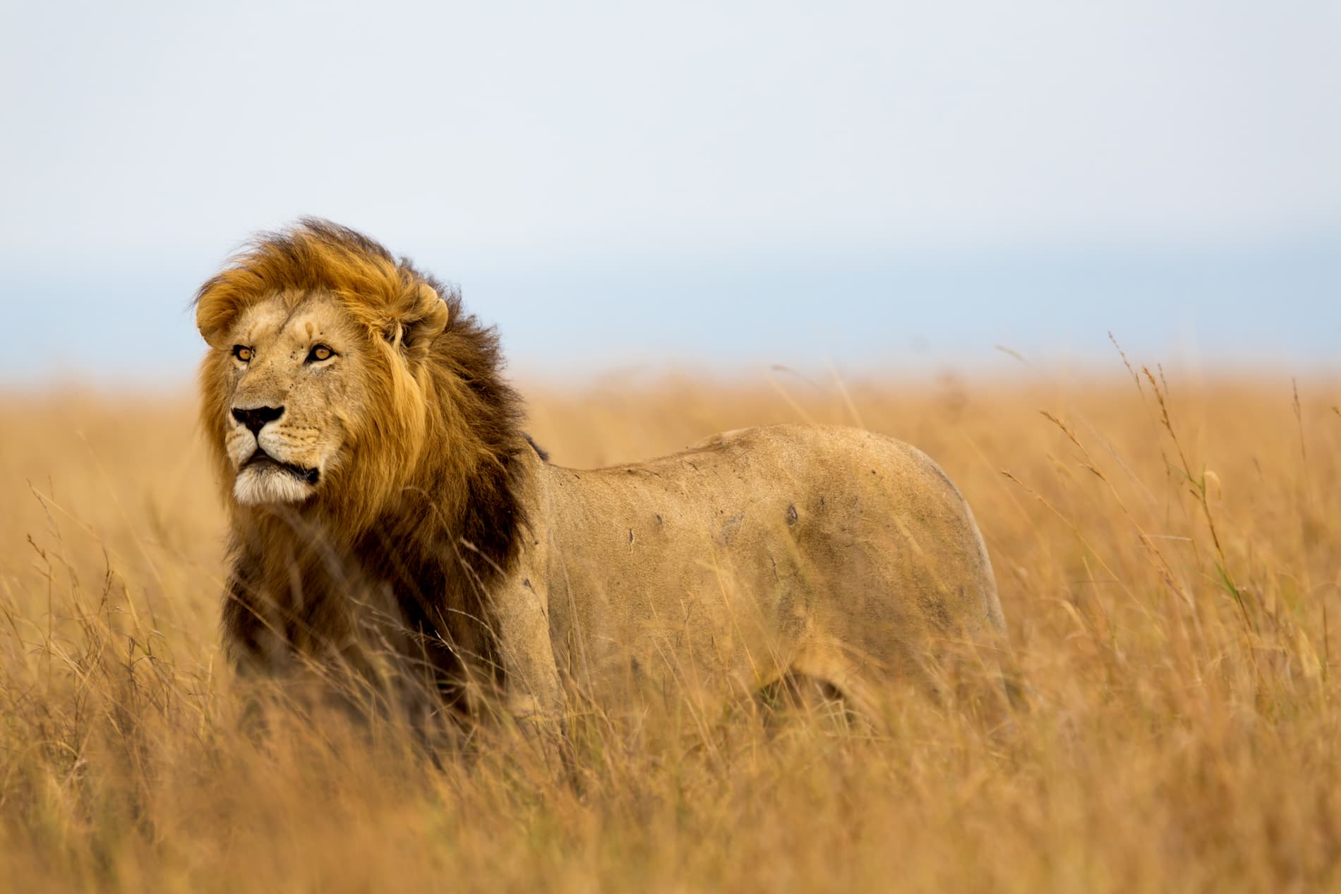 Lion Watching the Lionesses in the Maasai Mara | Kenya Safaris | Kenya Holidays | The Ultimate Travel Company