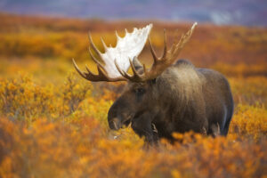 A Bull Moose in Alaska | Luxury USA Holidays | The Ultimate Travel Company