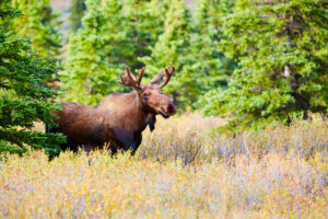 A Moose in Denali National Park and Preseve in Alaska | Luxury USA and Canada Holidays | The Ultimate Travel Company