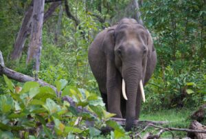 Elephant in India | India Holidays | The Ultimate Travel Company
