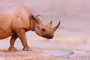 Namibia Black Rhinocerous in Etosha National Park | Luxury Namibia Holidays | The Ultimate Travel Company