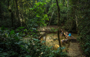 Ngaga Camp, Republic Of The Congo | Ultimate Travel Co