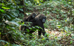 Gorillas in Ngaga Camp, Republic Of The Congo | Luxury Republic of Congo Holidays | The Ultimate Travel Company