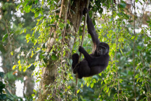 Ngaga Camp, Republic Of The Congo | Ultimate Travel Co