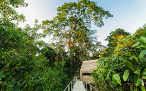 Ngaga Camp, Republic Of The Congo | Ultimate Travel Co