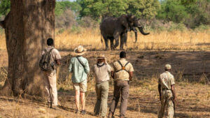 Nkwali Camp, South Luangwa National Park | Ultimate Travel Co