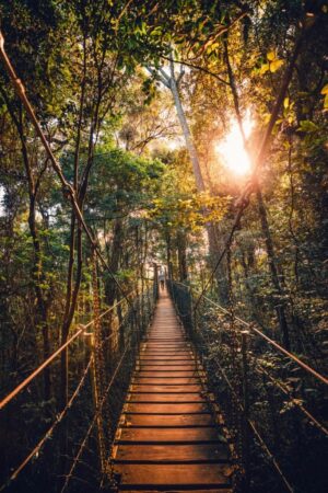 The Hanging Bridge at O’reilly’s Rainforest Retreat, Lamington National Park in Queensland | Australia Holidays | The Ultimate Travel Company