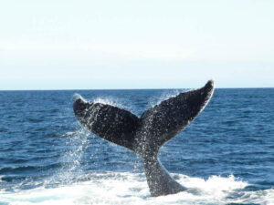 Harbour Lights Inn, Twillingate | Seaside Charm | Ultimate Travel Company