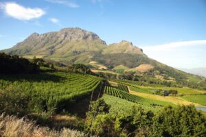 Panorama Of A Vineyard in Franschhoek | Luxury South Africa Holidays | The Ultimate Travel Company