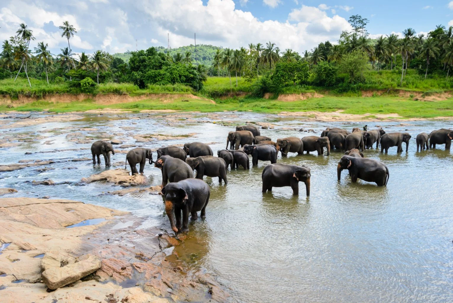 Pinnawela Elephant Sanctuary | Sri Lanka Holidays | The Ultimate Travel Company
