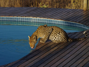 Tau Pan Camp | Botswana | Ultimate Travel Company