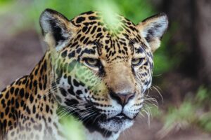 Portrait of a Jaguar | Luxury South America Holidays | The Ultimate Travel Company