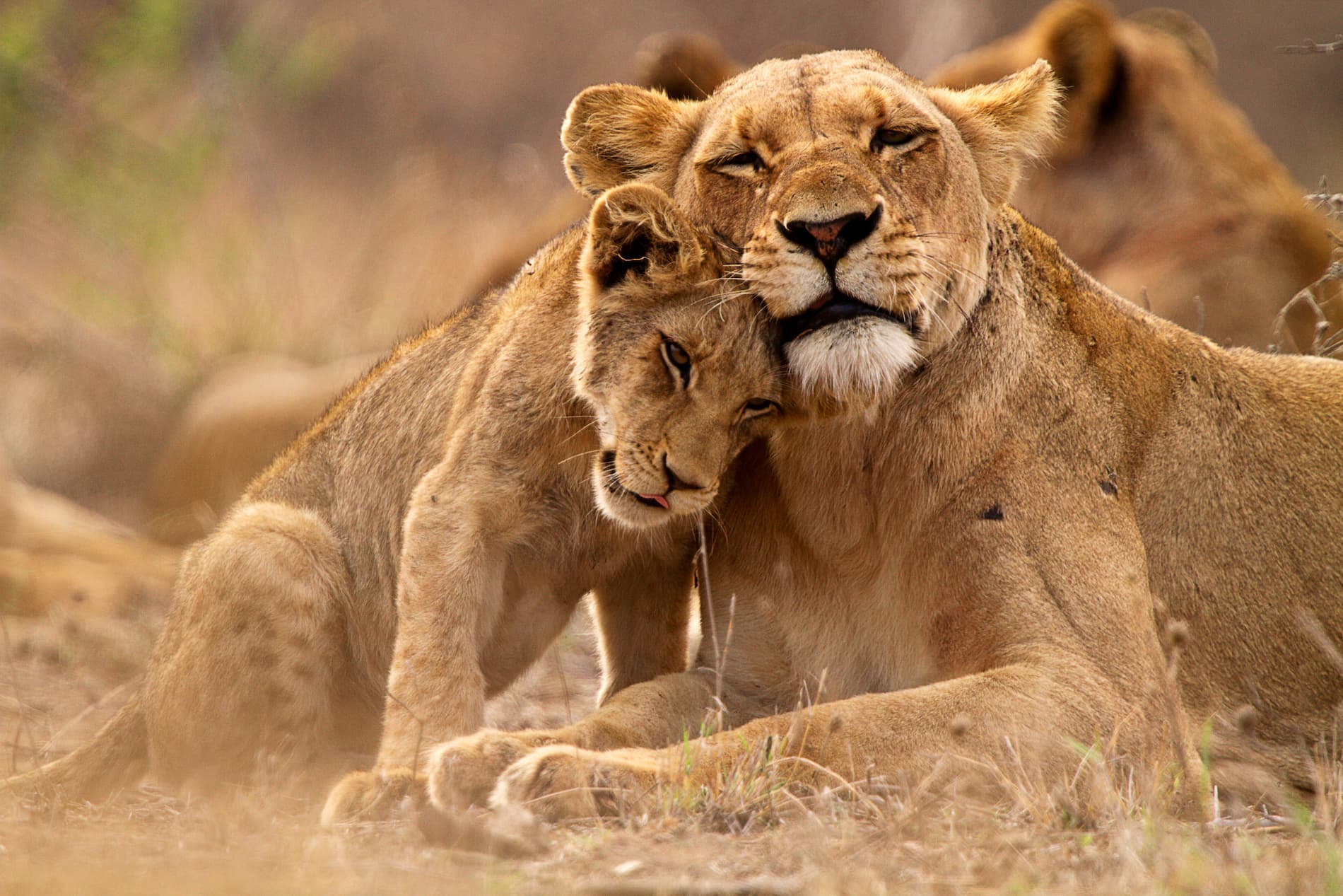 Lioness and Cub in Kruger National Park | Luxury South Africa Safari Holidays | The Ultimate Travel Company