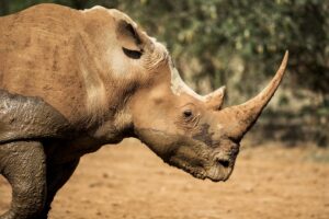 Profile View of a White Rhinoceros in Madikwe Game Reserve | Luxury South Africa Holidays | The Ultimate Travel Company