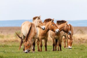 Przewalski Horses | Luxury Mongolia Holidays | The Ultimate Travel Company