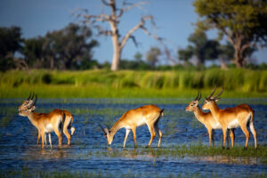 Red Lechwe | Luxury Botswana Holidays | The Ultimate Travel Company