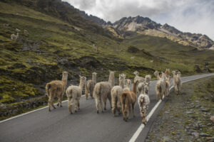Marching Sheep | Ultimate Travel Co