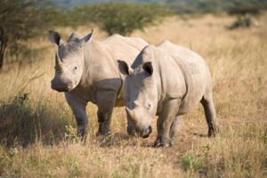 Rhino Phinda Reserve | Luxury South Africa Holidays | The Ultimate Travel Company
