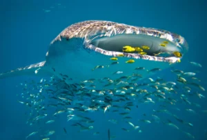 Whale Shark at Sal Salis, Ningaloo Re | Australia Holidays | The Ultimate Travel Company