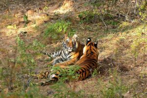 Samode-Safari-Lodge-tigers-x2