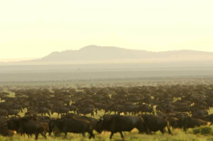 Kusini Tented Camp, Serengeti | The Ultimate Travel Company